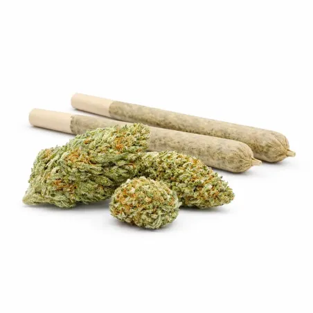 Pre-Roll 10-OH-HHC Fleur Blueberry – vue principale