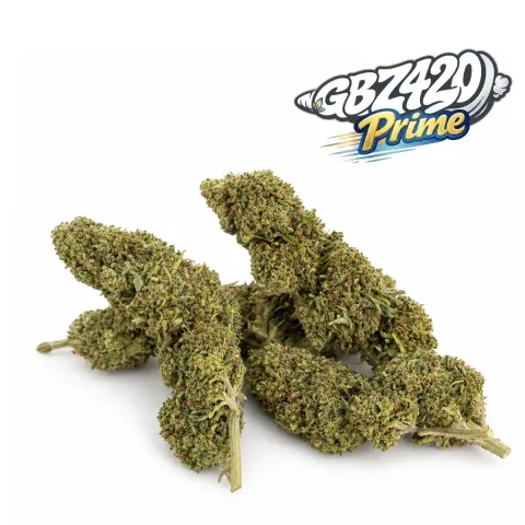 Exclusive Gbz Prime - Fleur CBD White Melon – vue principale
