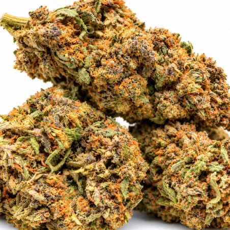 Exclusive GBZ PRIME - THCX Fleur Sweet Purple