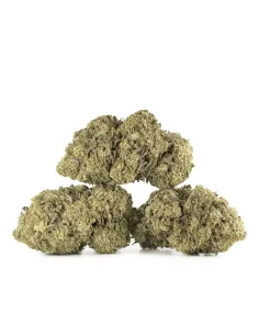 Fleurs CBD Amnesia – Indoor Cannabis – vue principale